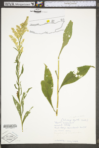 Solidago arguta var. boottii image