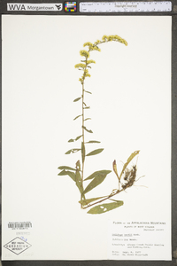 Solidago arguta var. boottii image