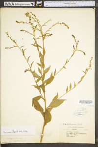 Solidago arguta var. boottii image