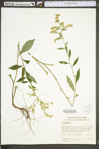 Solidago arguta var. arguta image