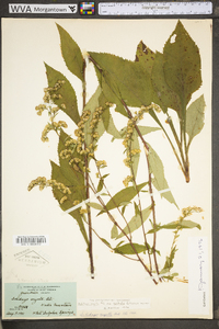 Solidago arguta var. harrisii image