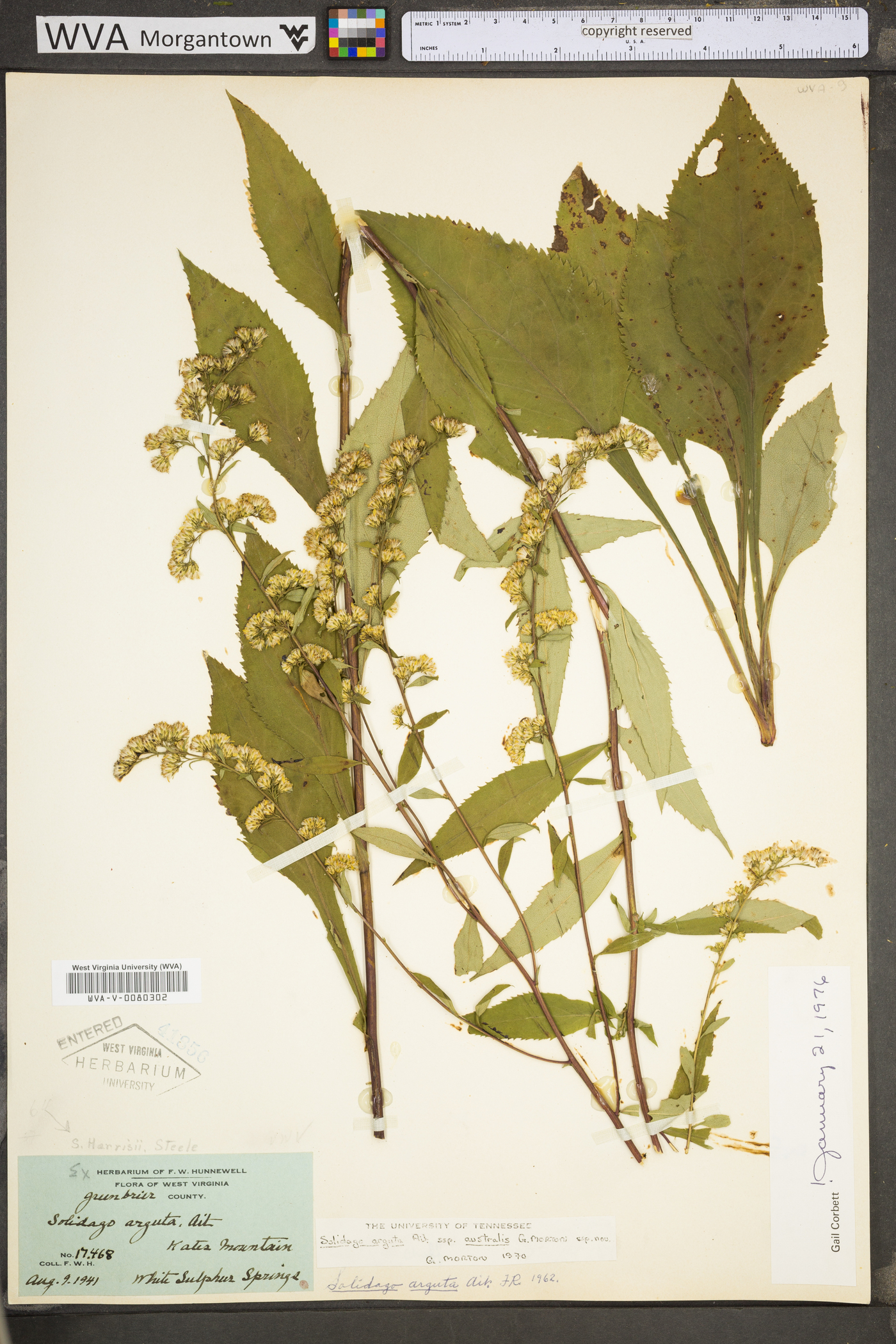 Solidago arguta var. harrisii image