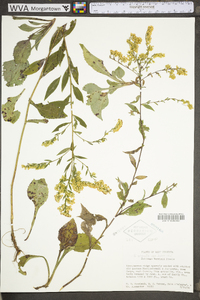 Solidago arguta var. harrisii image