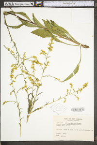 Solidago arguta var. harrisii image