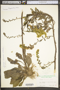 Solidago arguta var. harrisii image