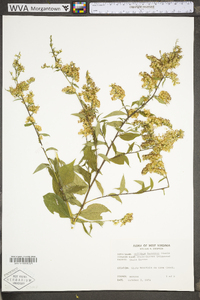 Solidago arguta var. harrisii image