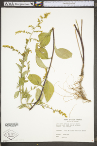 Solidago arguta var. harrisii image