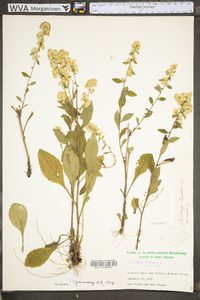 Solidago bicolor image