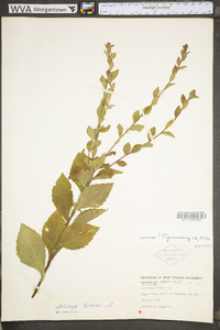 Solidago bicolor image