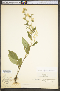 Solidago bicolor image