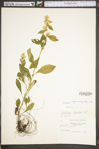 Solidago bicolor image