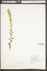 Solidago bicolor image