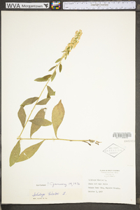 Solidago bicolor image