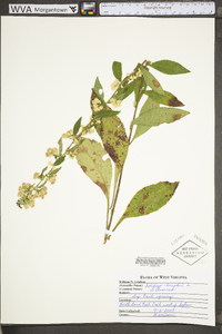 Solidago bicolor image