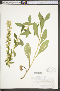 Solidago bicolor image