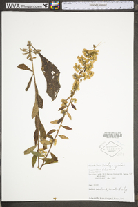 Solidago bicolor image