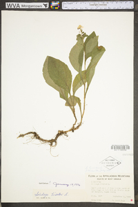 Solidago bicolor image
