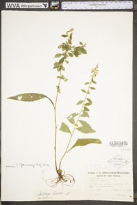 Solidago bicolor image