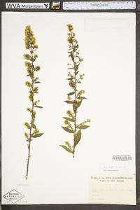 Solidago bicolor image