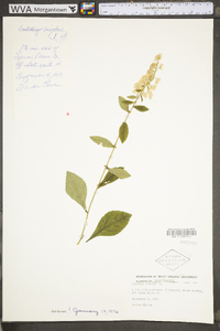 Solidago bicolor image