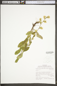 Solidago bicolor image