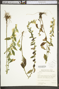 Solidago bicolor image