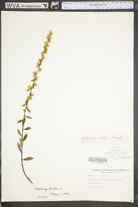 Solidago bicolor image