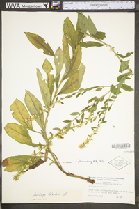 Solidago bicolor image