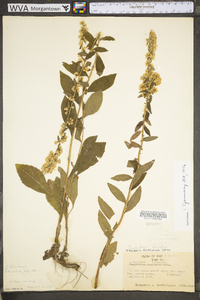 Solidago bicolor image