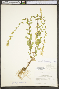 Solidago bicolor image