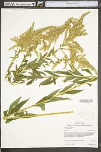 Solidago canadensis var. canadensis image