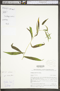 Solidago curtisii image