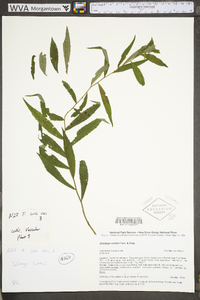 Solidago curtisii image