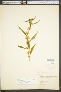 Solidago curtisii image