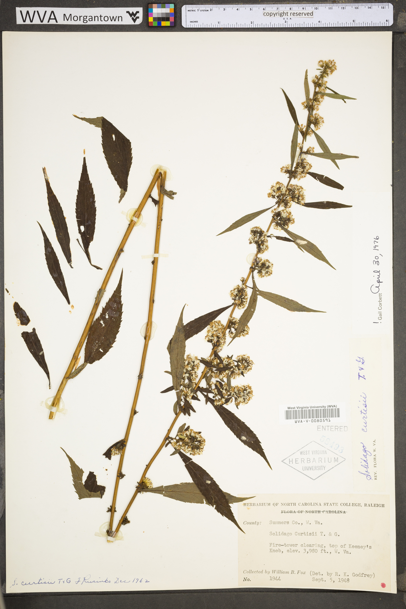 Solidago curtisii image