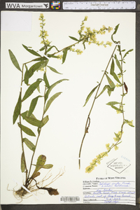 Solidago erecta image