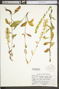 Solidago erecta image