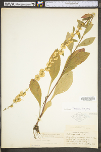 Solidago erecta image