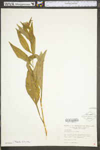 Solidago erecta image