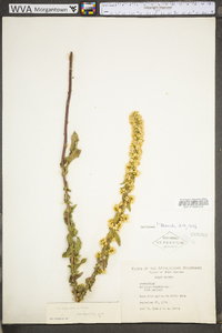 Solidago erecta image