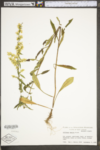 Solidago erecta image