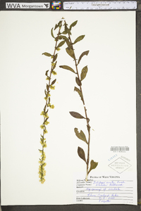 Solidago erecta image