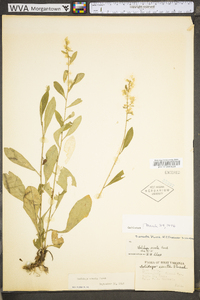 Solidago erecta image