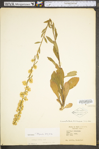 Solidago erecta image