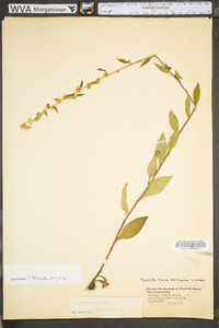 Solidago erecta image