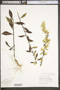 Solidago erecta image