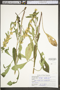 Solidago erecta image