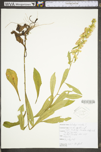 Solidago erecta image