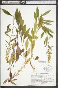 Solidago erecta image