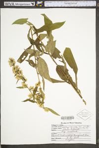 Solidago speciosa image